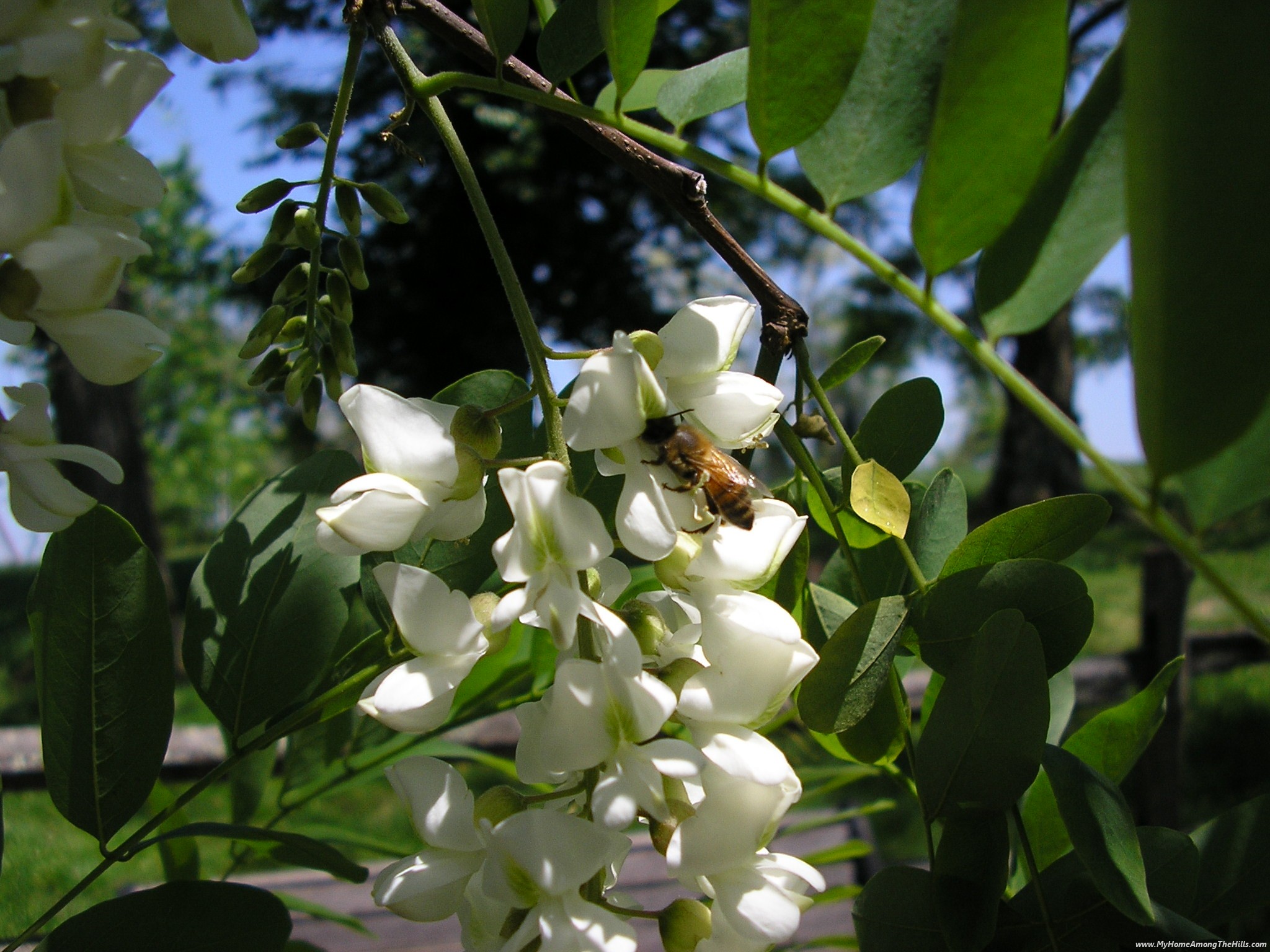 The Nature of Bees | Not Dabbling In Normal