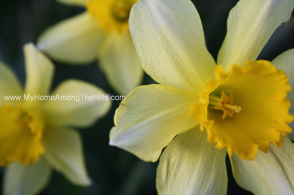 Why it’s called spring My Home Among The Hills