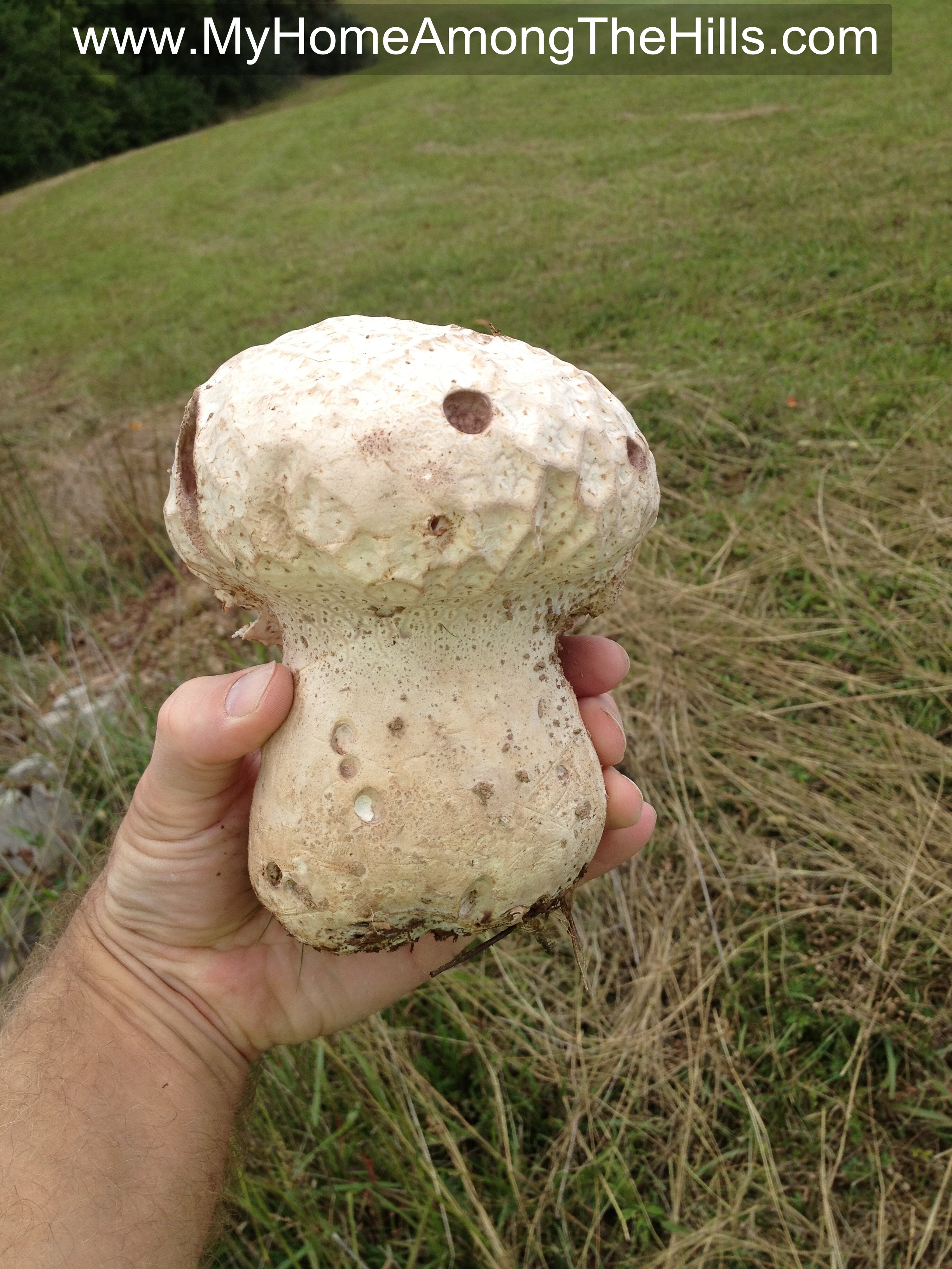 Check out this huge mushroom! | My Home Among The Hills